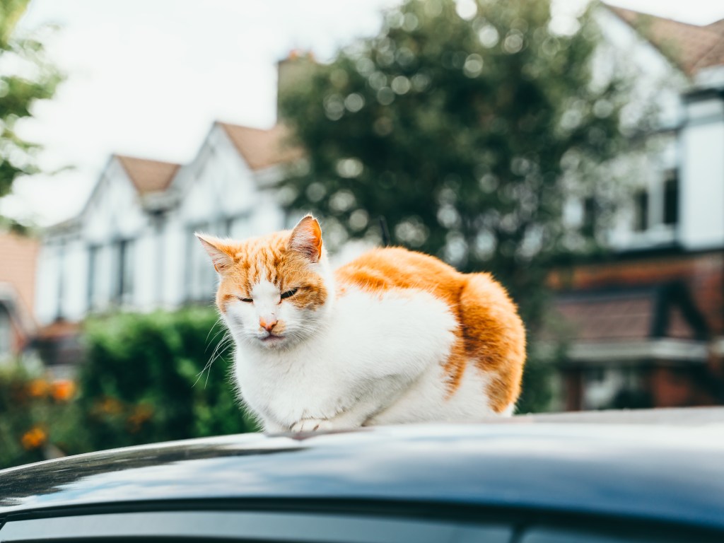 🇮🇪【愛爾蘭遊學心得分享】台灣人也適合的冷門留學地推薦